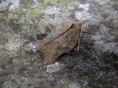 Acleris emargana