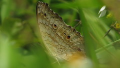 Junonia atlites atlites