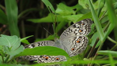 Junonia atlites atlites