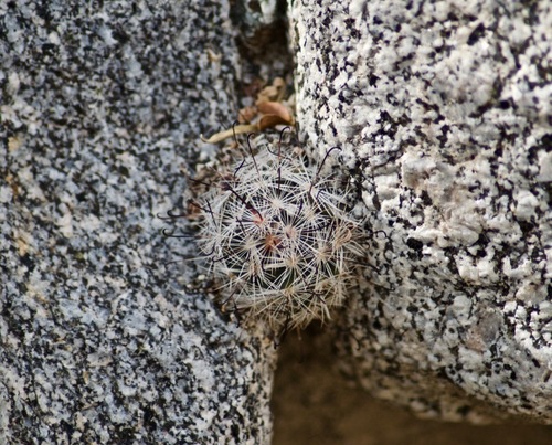 iNaturalist observation photo of Common Fishhook Cactus