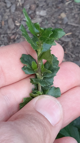 Coyote Brush seedling