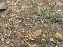 Physaria kingii kingii