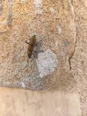 Chlorophorus glabromaculatus