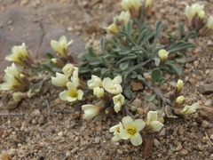 Physaria kingii kingii