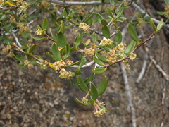 Cercocarpus ledifolius intermontanus