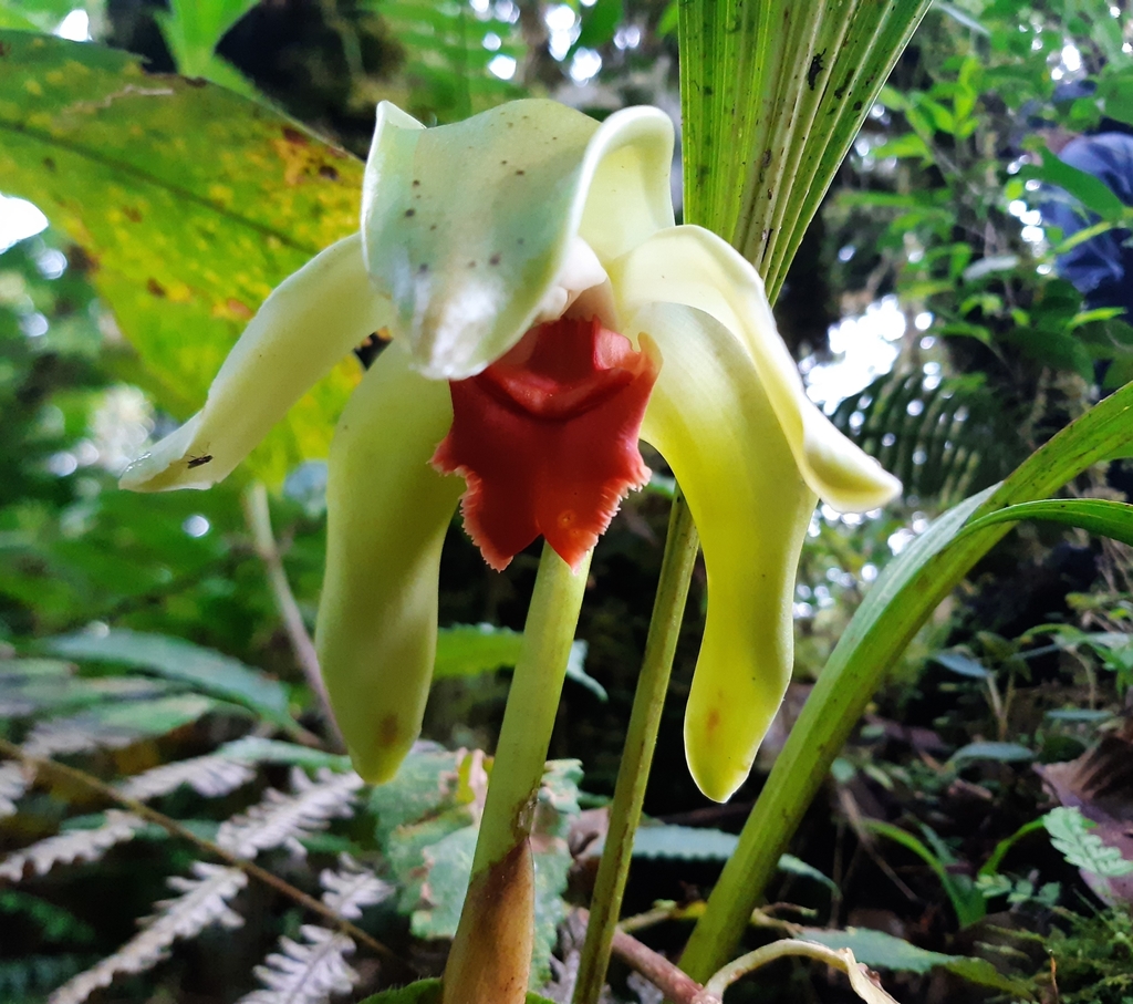 Ida cinnabarina
