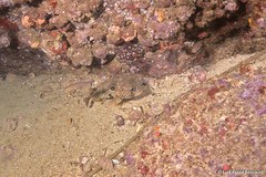 Chilomycterus mauretanicus