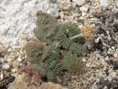 Lomatium foeniculaceum inyoense