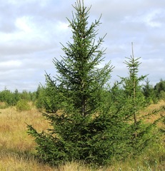 Picea obovata