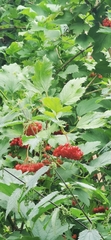 Viburnum opulus