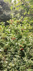 Viburnum opulus