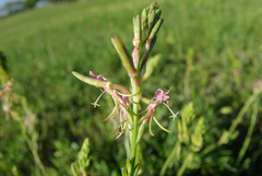 Gaura