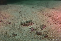 Chilomycterus mauretanicus