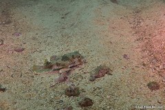 Chilomycterus mauretanicus