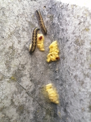 Cotesia glomerata bracovirus