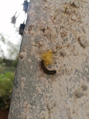 Cotesia glomerata bracovirus