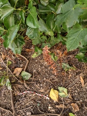 Orobanche hederae