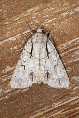 Acronicta laetifica