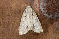 Acronicta laetifica