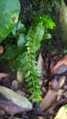 Phlegmariurus fordii