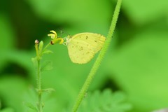 Eurema andersoni