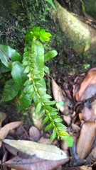 Phlegmariurus fordii