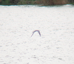 Sterna hirundo longipennis