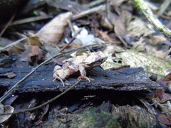 Physalaemus signifer