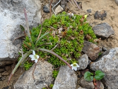 Arenaria humifusa