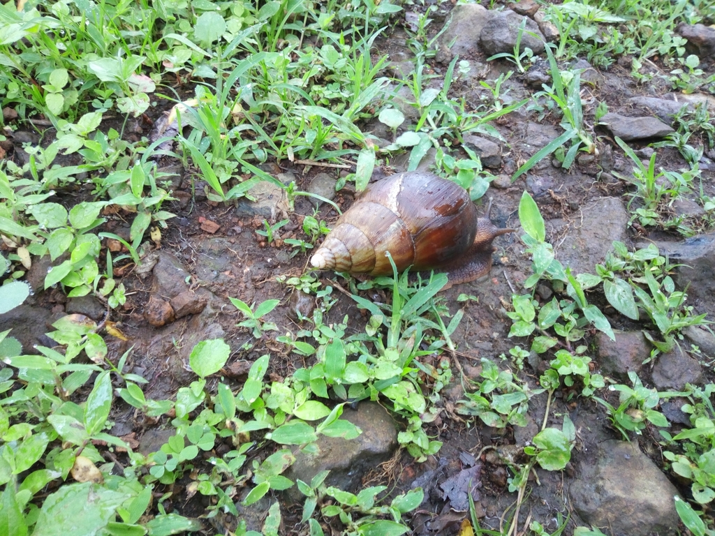 Achatina balteata