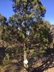 Callitris endlicheri