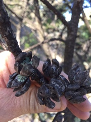 Callitris endlicheri