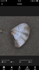 Macridiscus aequilatera