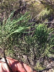 Callitris endlicheri