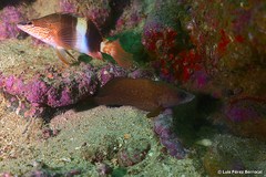 Rypticus saponaceus