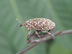 Leucomigus tesselatus