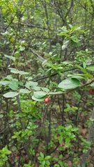 Cotoneaster uniflorus