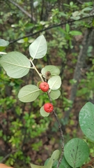 Cotoneaster uniflorus