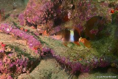 Serranus papilionaceus