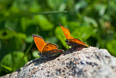 Lycaena ottomanus