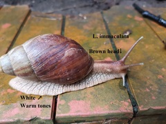 Lissachatina immaculata