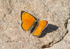 Lycaena ottomanus