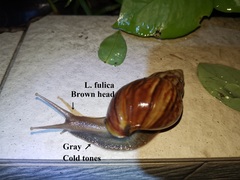 Lissachatina immaculata
