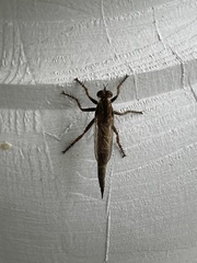 Machimus snowii