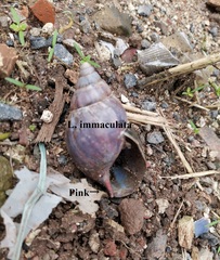 Lissachatina immaculata