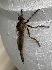 Machimus snowii