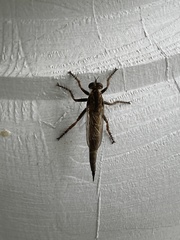 Machimus snowii