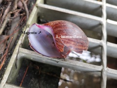 Lissachatina immaculata