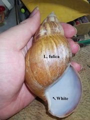 Lissachatina immaculata