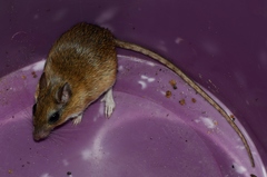 Gerbilliscus leucogaster